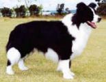 Borderfame Awsome Force | Border Collie 