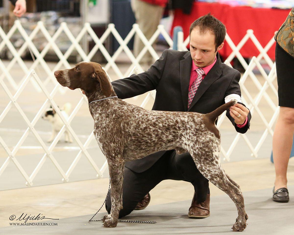 NMK’s Wing And A Prayer’s Scouting God’s Country | German Shorthaired Pointer 