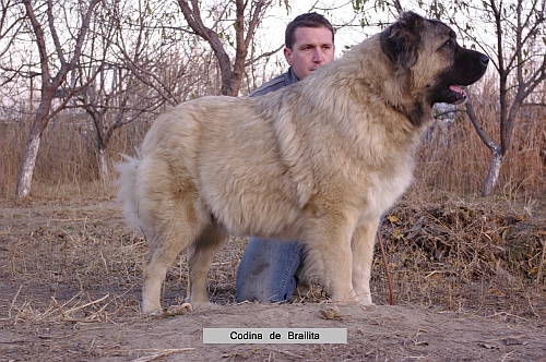 Codina De Brailita | Caucasian Mountain Dog 