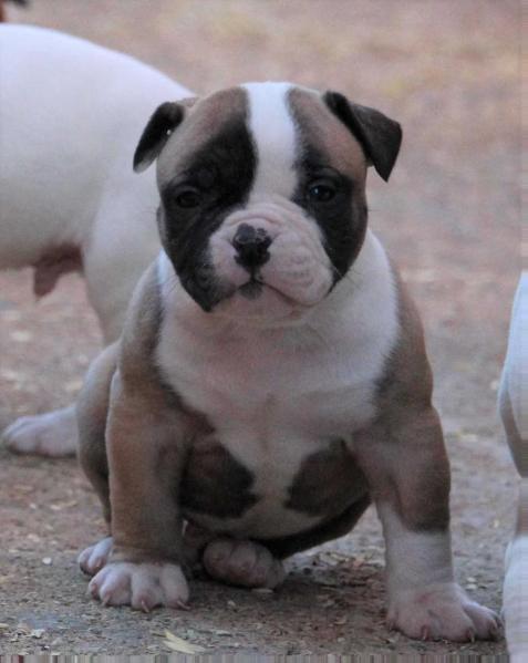 Bomberbulls Scarface | American Bulldog 