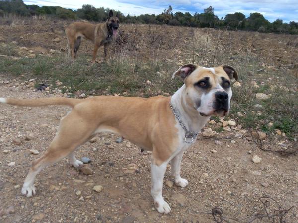 Face to face Alphadog's Family | American Staffordshire Terrier 