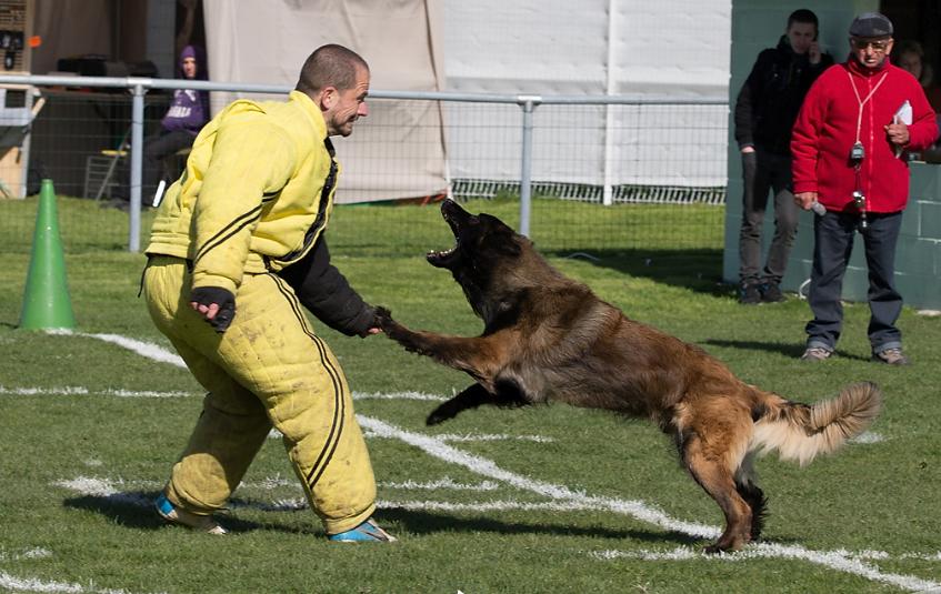 Espoir de Marfran | Belgian Tervuren 