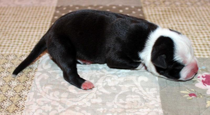 Tiger Tattoo's Urania | American Staffordshire Terrier 