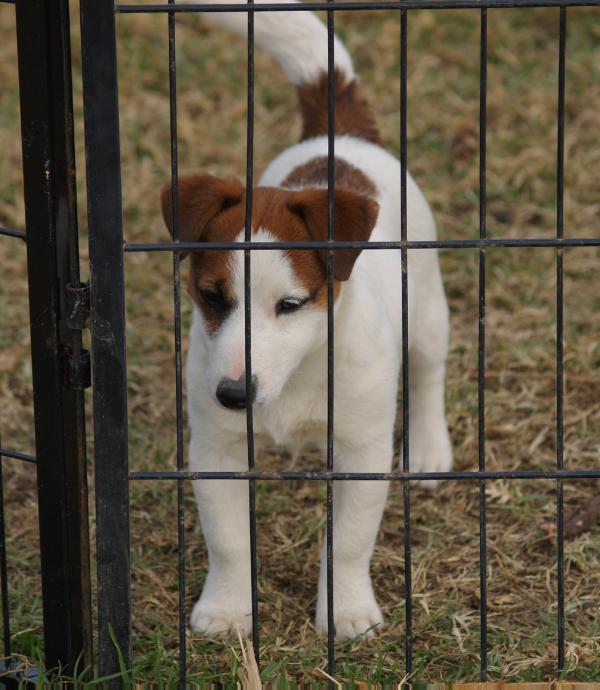 Jacknthebox Kissmydotcom | Jack Russell Terrier 