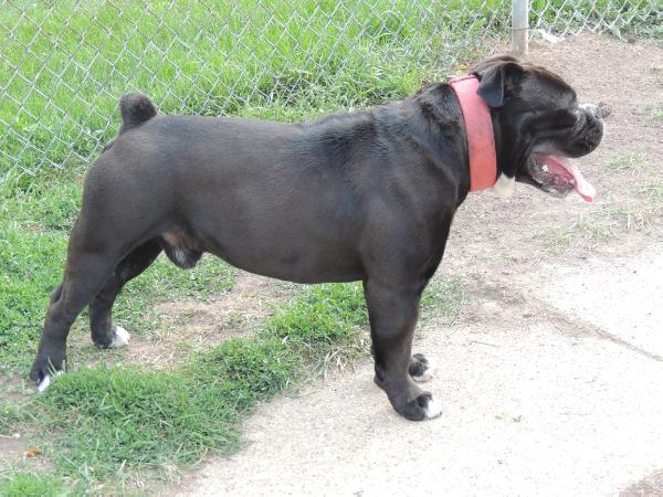 Miltown Bear | Olde English Bulldogge 