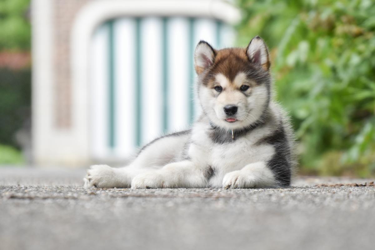 Ethel Ardwolfs Unbreakable Heart | Alaskan Malamute 