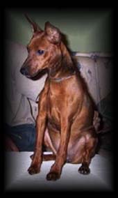 Blue-Star Jagermeister - Clea | Miniature Pinscher 