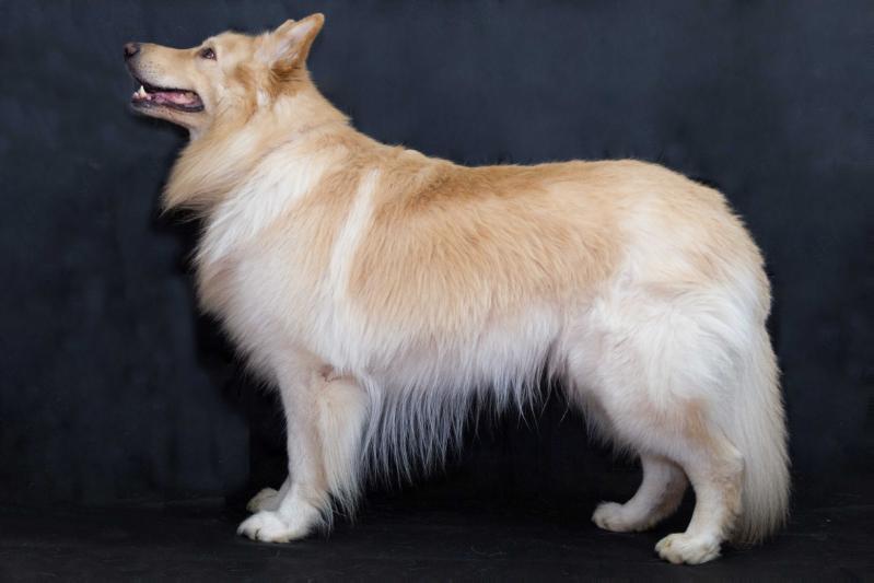 Ladyhawke Blaze | White Swiss Shepherd Dog 