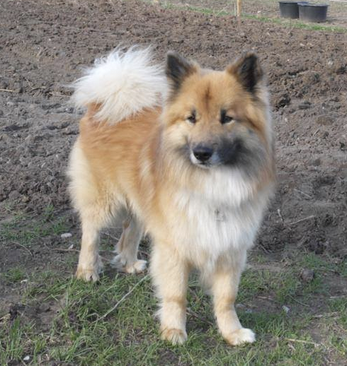 Oskadraumur Lif Lappi | Icelandic Sheepdog 