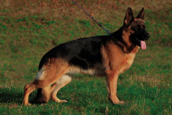 Beauty Umbria Land | German Shepherd Dog 