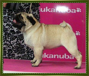 HONEY BEE Little Lord's Land | Pug 