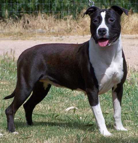 DDDawgs holly | American Staffordshire Terrier 