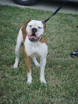 Alexis' Bulldogs Duke | American Bulldog 