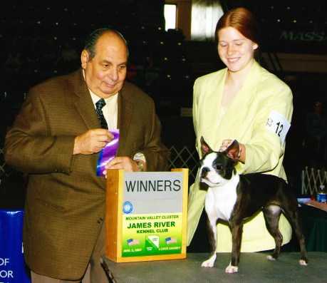 PeJa's Destin' To Win Too | Boston Terrier 