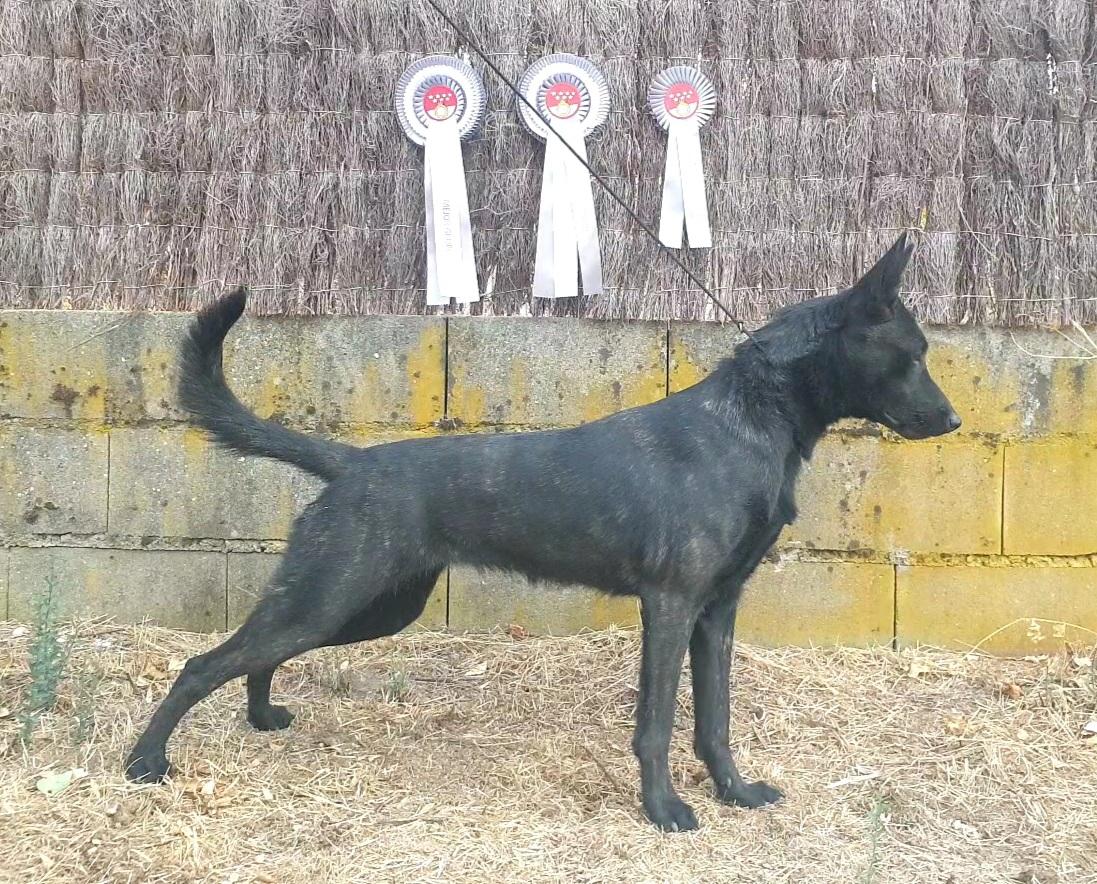 Maya Costa da Morte | Dutch Shepherd 