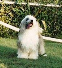 ARAKI KALIKI | Tibetan Terrier 