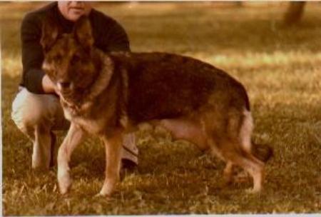 Vroni vom Busecker Schloß | German Shepherd Dog 