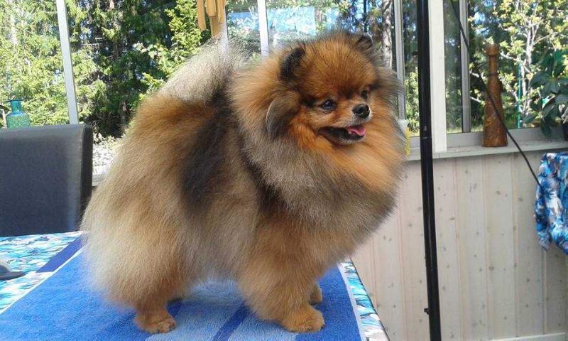 Solid Heart Of Brienne | Pomeranian 