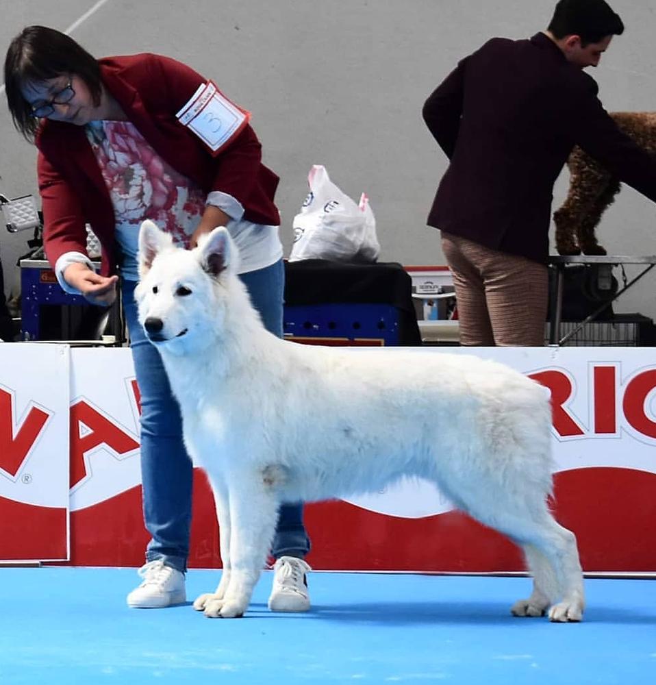 His Satanic Majesty de Reyes del Endrinal | White Swiss Shepherd Dog 