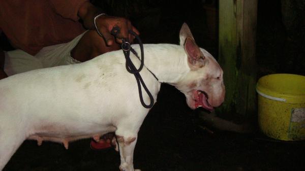 Day Dream Des Pirates D'orthog | Bull Terrier 