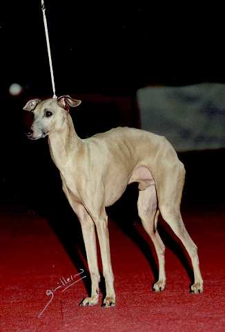 VERTRAGUS ONICE | Italian Greyhound 