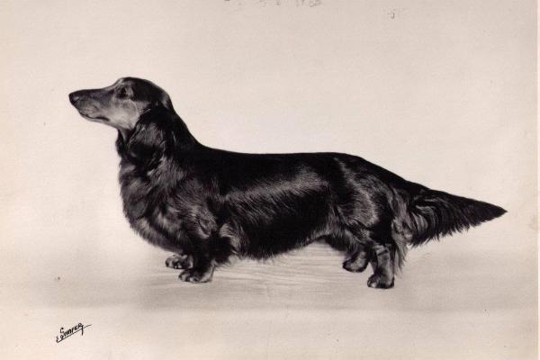 Berry vom Gellert | Dachshund 