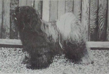 ALILAH URORY AT WATERLEY | Tibetan Terrier 