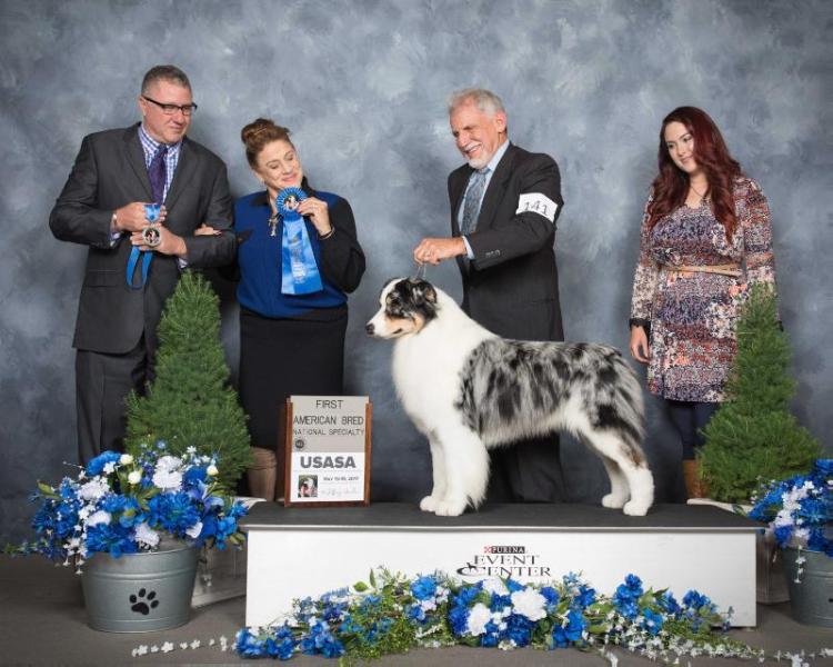 Brookridge Paramount It Ain't Over | Australian Shepherd 