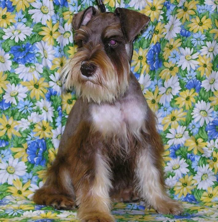 LONESTAR FARMS DIXIE LULLABY | Miniature Schnauzer 