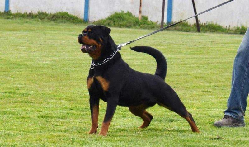 TIGRA VON KELEMEN | Rottweiler 