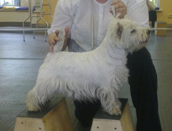 Iringo Bingo Ailin Sky | West Highland White Terrier 