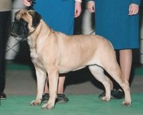 ALLR's Adora Bella | Bullmastiff 