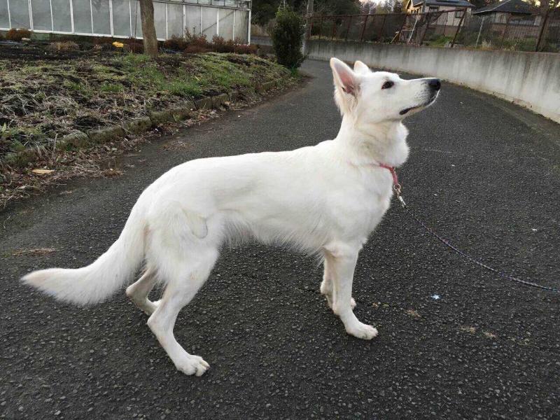 Noble von Neuman | White Swiss Shepherd Dog 