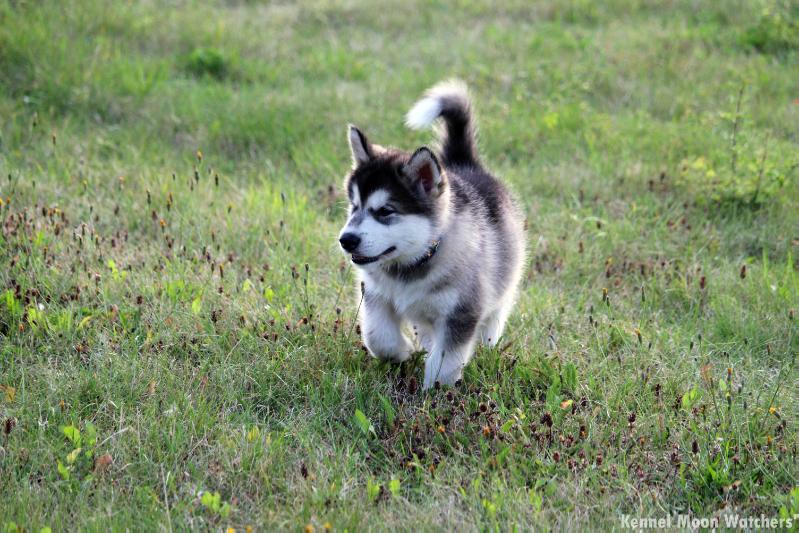 Moon Watchers' Walk This Way | Alaskan Malamute 