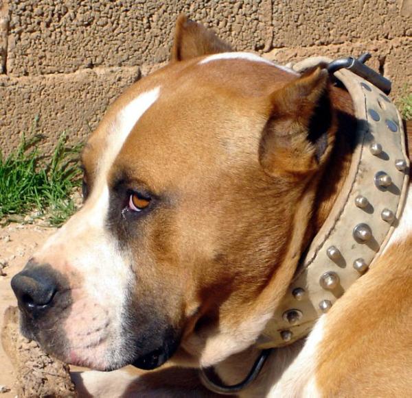 Arnold Presaibiza | Perro de Presa Canario 