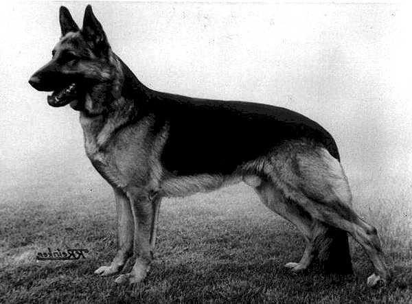 Leander Preußenblut | German Shepherd Dog 