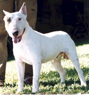 Saltair billy zara padraic | Bull Terrier 