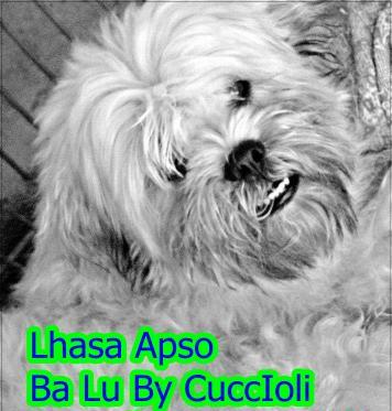 Lu By Cuccioli Kennel | Lhasa Apso 