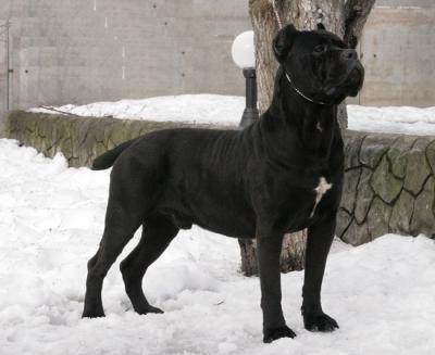 Apriori Best Barni | Cane Corso 