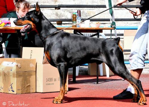 Stay In Style Czar Caecar | Black Doberman Pinscher