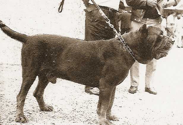 Naro di Ponzano | Neapolitan Mastiff 