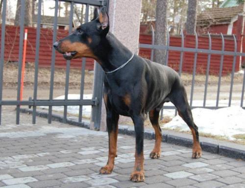 Krums Iw Karson | Black Doberman Pinscher