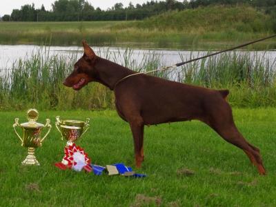 Yacheero's Kendi Kendra | Brown Doberman Pinscher