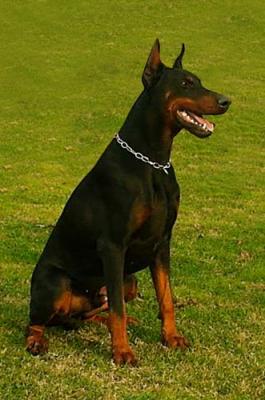 Bophenix dei Due Laghi | Black Doberman Pinscher