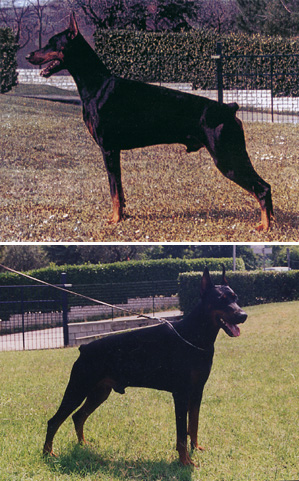 Jamatley dei Due Laghi | Black Doberman Pinscher