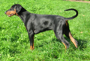 Hertog Karlos v. Olympiastaete | Black Doberman Pinscher