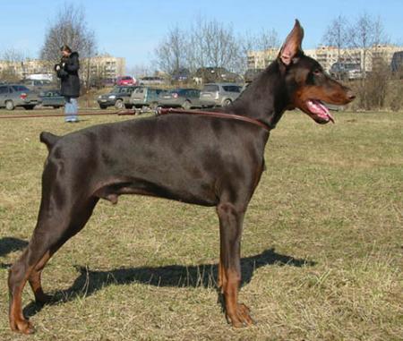 Modus Ost Statsky Sovetnik | Brown Doberman Pinscher