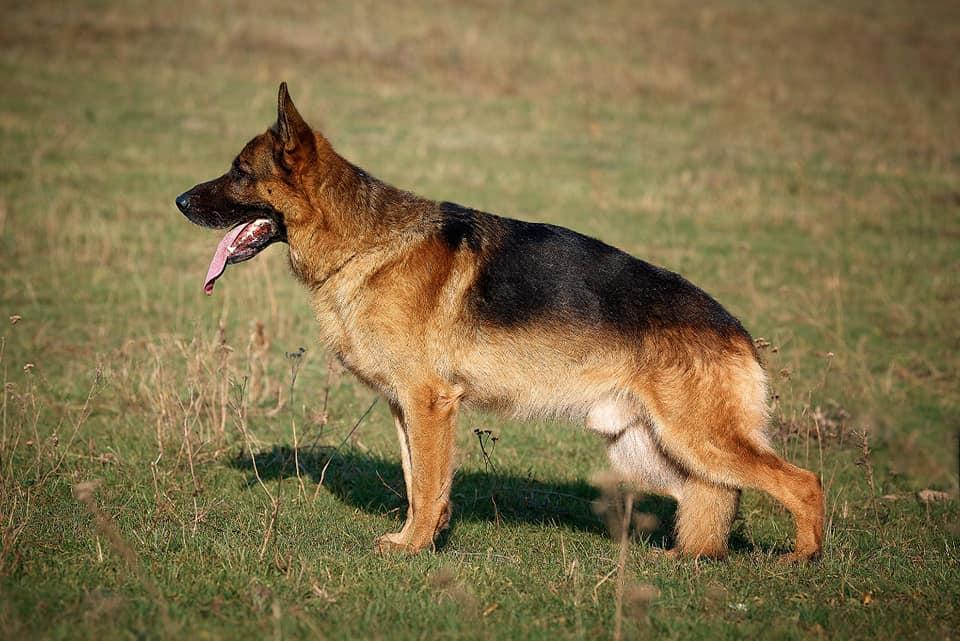 Evil Forkas Tserber | German Shepherd Dog 