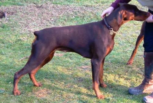 Leibwache Halle Berry | Brown Doberman Pinscher