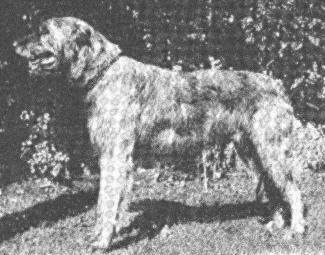 Brown Bruce (IWP) (?) | Irish Wolfhound 